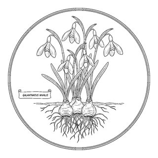 Részletes botanikai hóvirág illusztráció