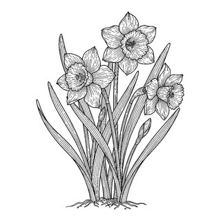 Botanikai részletes nárcisz rajz